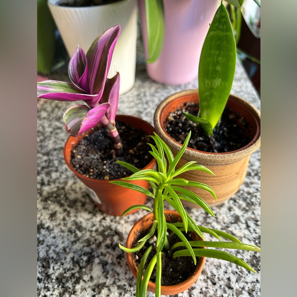 Plants bundle